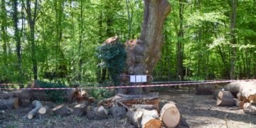 Toby Carvery Restaurant Faces Eviction Due to Ancient Oak Tree Removal