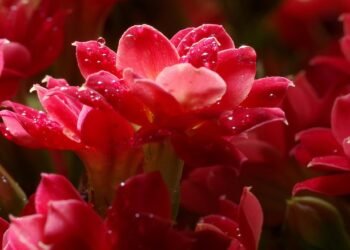 difference between major and minor scales explained