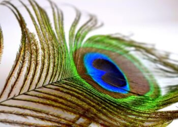 importance of screenplay structure in filmmaking