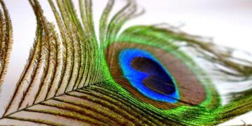 importance of screenplay structure in filmmaking