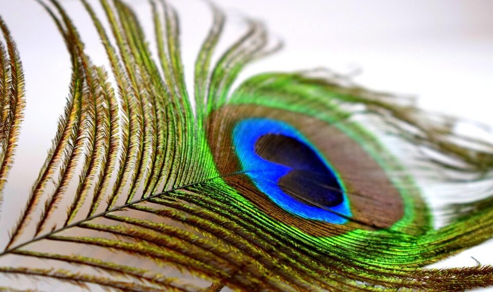 importance of screenplay structure in filmmaking