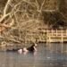 Two Men Stranded While Attempting Dog Rescue from Icy Lake in Essex