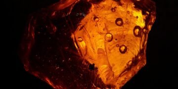 fossil formation and what fossils tell us