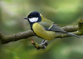 timeline of major film technological innovations