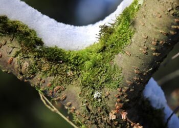 importance of screenplay structure in filmmaking