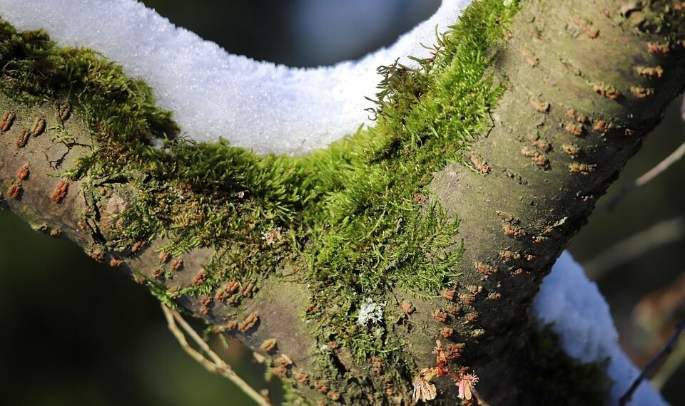 importance of screenplay structure in filmmaking