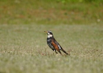 how horror films evolved across decades