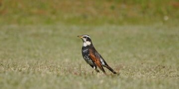 how horror films evolved across decades