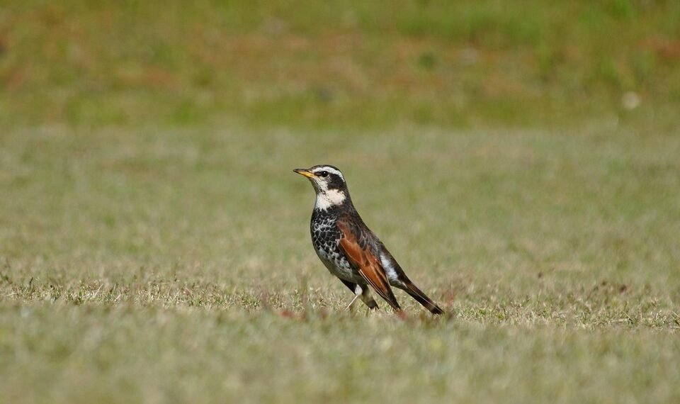 how horror films evolved across decades