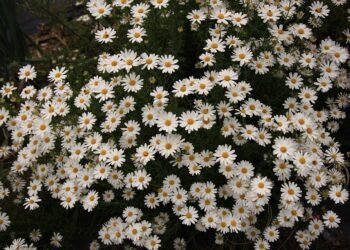 common vitamins and their roles in the body