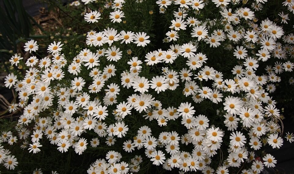 common vitamins and their roles in the body