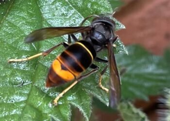 Warning Issued Following Discovery of First Asian Hornet Nest in Wales