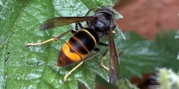 Warning Issued Following Discovery of First Asian Hornet Nest in Wales