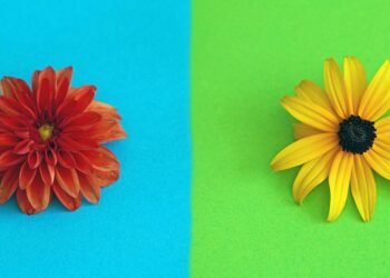 introduction to auteur theory in cinema