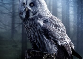 how comedy films changed from silent era to present