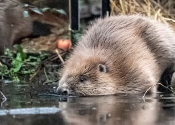 Beavers Reintroduced at Two Somerset Sites to Aid Nature Restoration Efforts