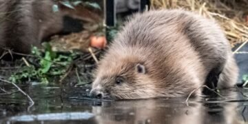 Beavers Reintroduced at Two Somerset Sites to Aid Nature Restoration Efforts