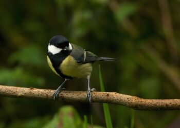 timeline of major film technological innovations