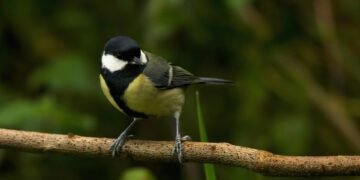 timeline of major film technological innovations