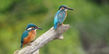 martin scorsese contribution to filmmaking