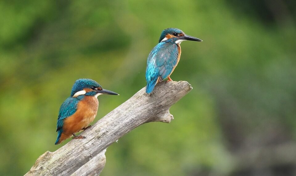 martin scorsese contribution to filmmaking