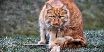 what is the cabinet and how it operates