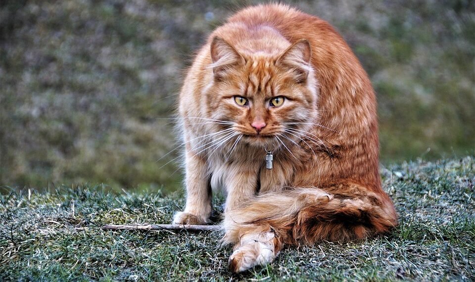 what is the cabinet and how it operates