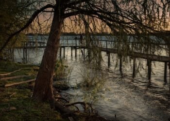 difference between viruses and bacteria