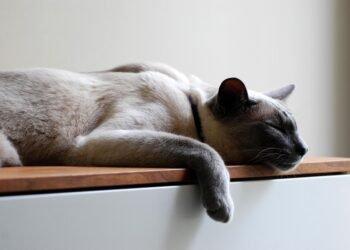 importance of sleep for athletic recovery