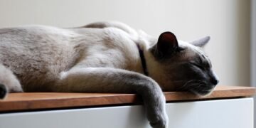 importance of sleep for athletic recovery