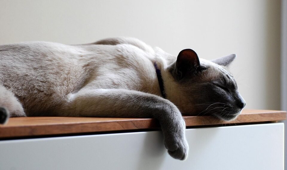 importance of sleep for athletic recovery