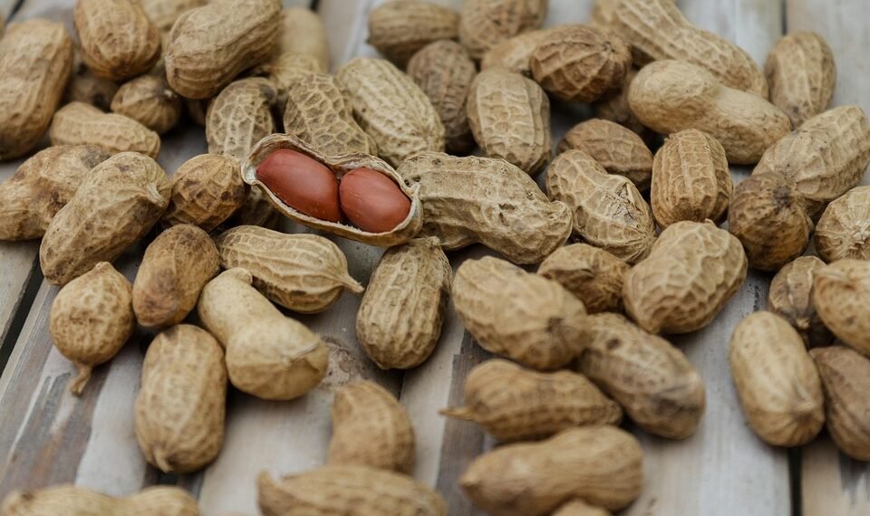 role of RNA in protein synthesis explained