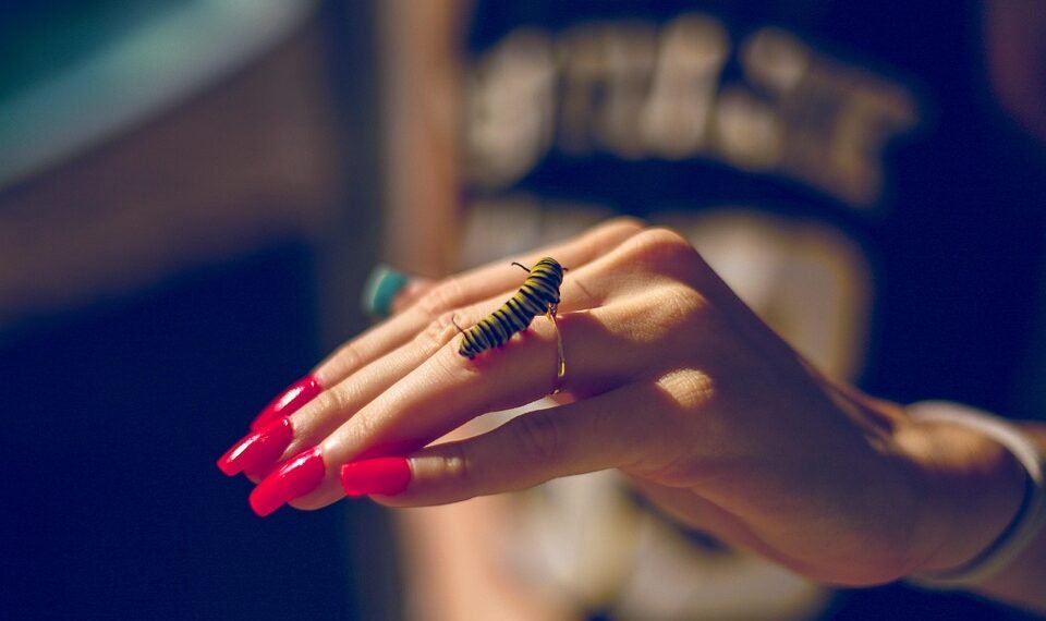 life cycle of a butterfly metamorphosis explained