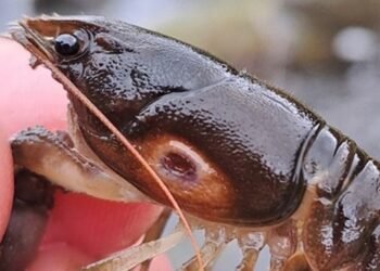 Native Crayfish Population Thrives After Major Environmental Incident