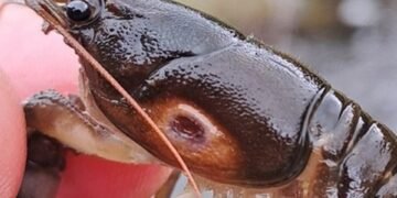 Native Crayfish Population Thrives After Major Environmental Incident