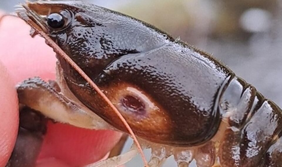 Native Crayfish Population Thrives After Major Environmental Incident