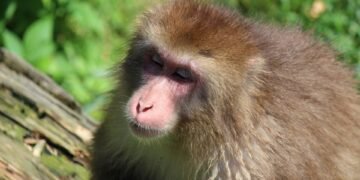 evolution of film criticism and reviewers