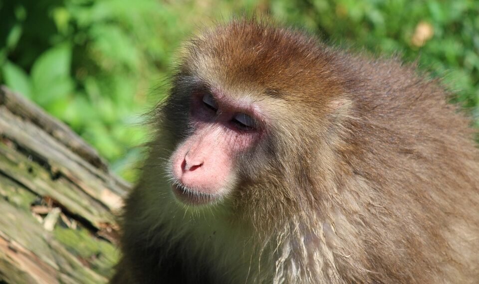 evolution of film criticism and reviewers