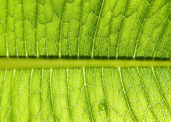 photosynthesis process explained simply