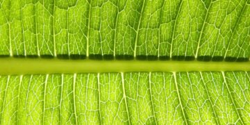 photosynthesis process explained simply