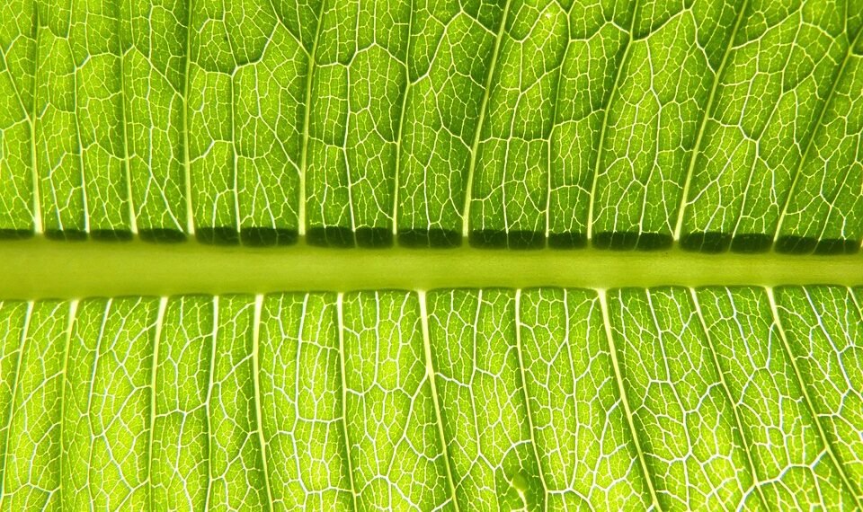 photosynthesis process explained simply