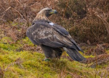 Police Investigate After Shotgun Injuries Found on Golden Eagle in Scottish Borders