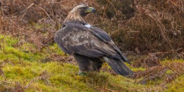 Police Investigate After Shotgun Injuries Found on Golden Eagle in Scottish Borders
