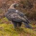 Police Investigate After Shotgun Injuries Found on Golden Eagle in Scottish Borders