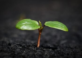 how plants absorb nutrients from soil
