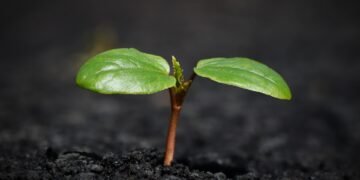 how plants absorb nutrients from soil