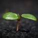 how plants absorb nutrients from soil