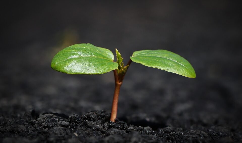 how plants absorb nutrients from soil