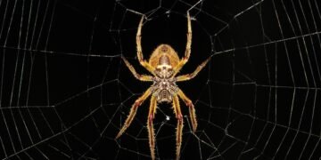 structure of a URL and how the web works