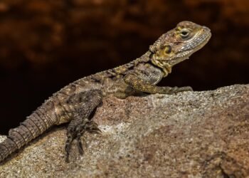 cinematic impact of true story adaptations